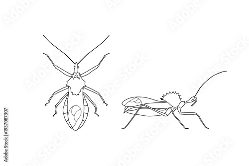 Wheel Bug Technical Line Art — Top and Side View Scientific Illustration