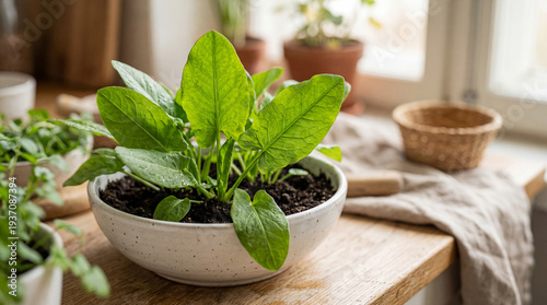 A vibrant potted plant with...