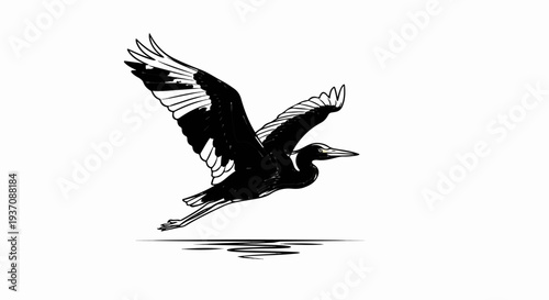 Black and white illustration of a bird in flight, with wings spread