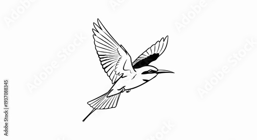 A detailed black and white drawing of a bird in mid-flight with wings spread