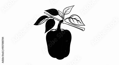 Black and white illustration of a single bell pepper with leaves on a vine