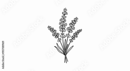 Delicate line drawing of lavender sprigs with leaves, rendered in black and white