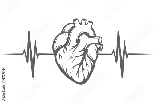 Gray anatomical heart illustration with veins and arteries connected to a heartbeat line drawing
