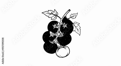 A line drawing depicts a cluster of ripe tomatoes on the vine
