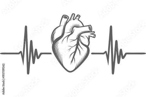 Gray anatomical heart is centered between the heartbeat lines on a simple white background