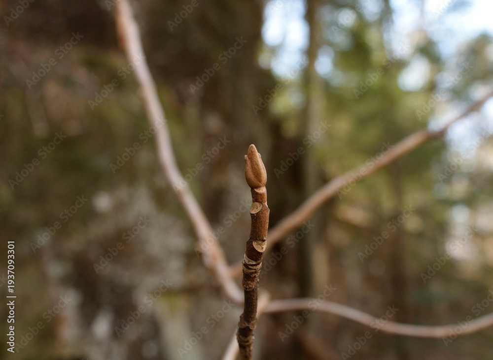 Fototapeta premium New Growth - Tree Bud