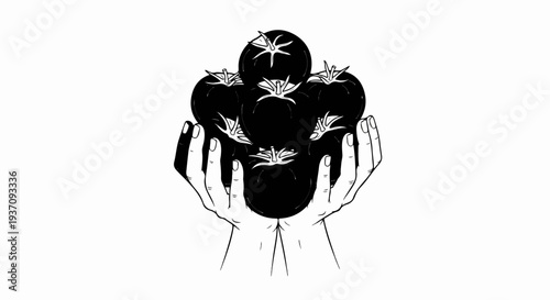 Hands delicately holding a cluster of dark, ripe tomatoes