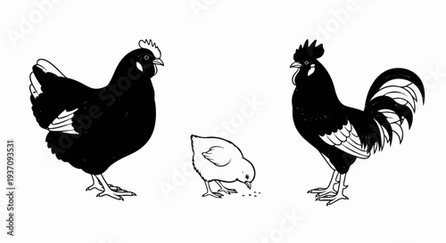 Black and white illustration of a hen, rooster, and chick