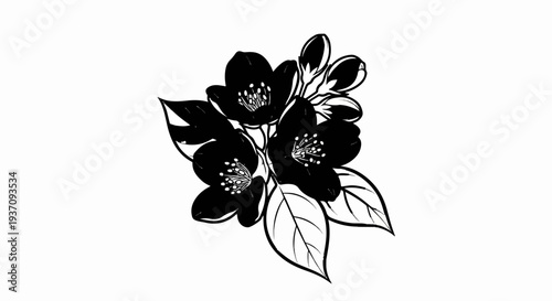 Delicate black and white illustration of blooming jasmine flowers