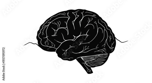 Black and white illustration of a human brain with detailed sections