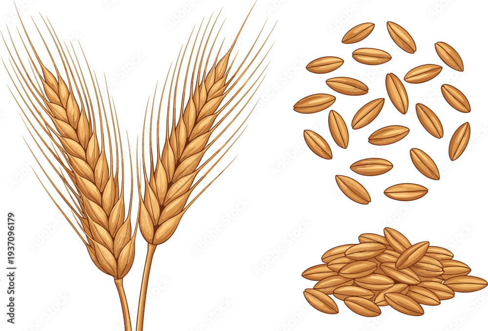 Fototapeta premium Wheat Ears and Grain Seeds Set with Golden Wheat Spikelets and Cereal Kernels Agriculture Harvest Food Vector Illustration