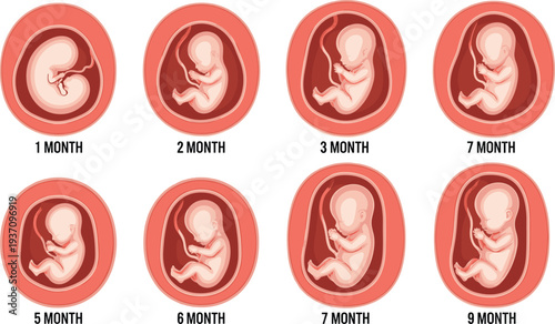 Human Fetus Development Stages from One to Nine Months Pregnancy Embryo Growth Inside Womb Medical Education Vector Illustration Set