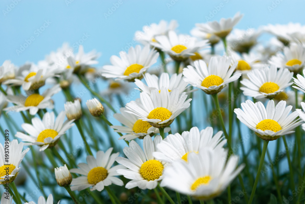 Fototapeta premium Large bush of beautiful blooming white daisies on a blue background.