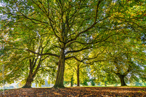 Green autumn trees at Verulam Park in St. Albans. England