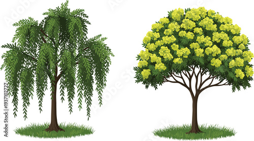 Detailed vector illustration of weeping willow and flowering yellow mimosa trees set on green grass patches for nature landscape design.