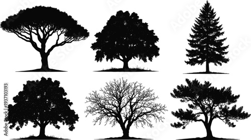 Black silhouette collection of diverse deciduous and coniferous trees including oak pine and spruce isolated on white background for nature landscape architectural design projects