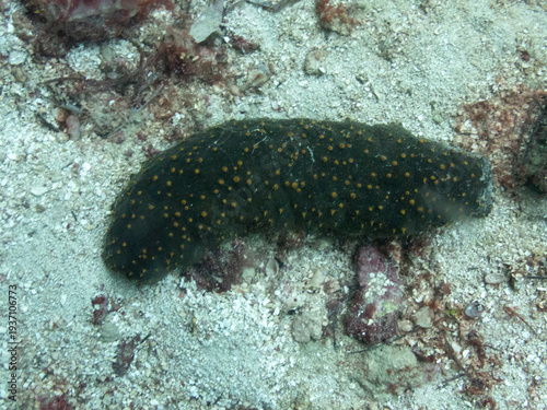 Three Rowed Sea Cucumber