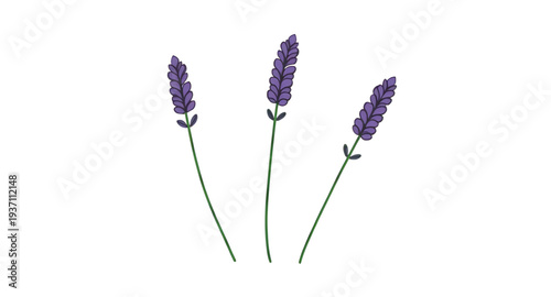 lavender, lavandin, flower, floral, blossom, bloom, plant, herb, botanical, nature, purple, lilac, violet, fragrant, aroma, scented, garden, field, meadow, wildflower, stem, sprig, bunch, bouquet, lea