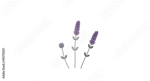 lavender, lavandin, flower, floral, blossom, bloom, plant, herb, botanical, nature, purple, lilac, violet, fragrant, aroma, scented, garden, field, meadow, wildflower, stem, sprig, bunch, bouquet, lea