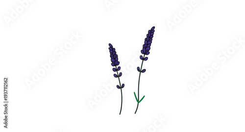lavender, lavandin, flower, floral, blossom, bloom, plant, herb, botanical, nature, purple, lilac, violet, fragrant, aroma, scented, garden, field, meadow, wildflower, stem, sprig, bunch, bouquet, lea