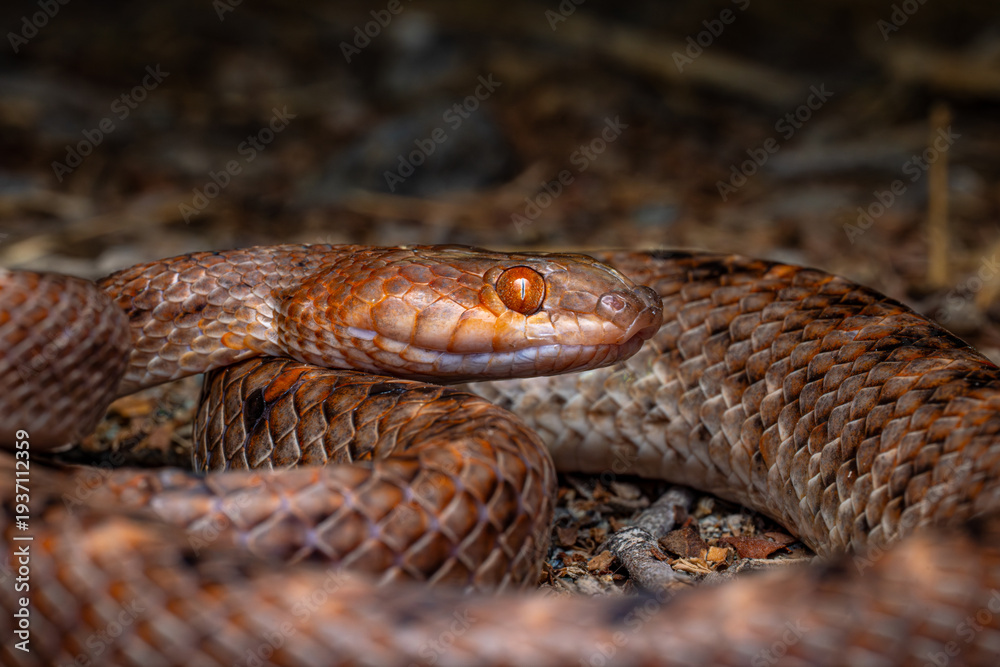 Obraz premium Macro Close-Up of Cat Snake (Boiga sp.) in Natural Habitat, UAE