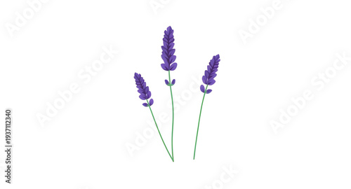 lavender, flower, flowers, floral, blossom, bloom, plant, herb, botanical, nature, purple, violet, aroma, fragrant, garden, spring, summer, wildflower, bouquet, stem, leaf, leaves, petal, petals, natu