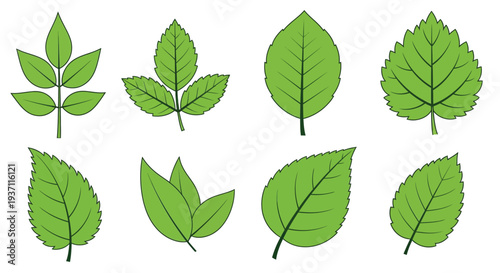 A collection of various green leaves arranged on a white background