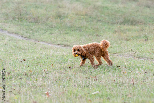 Cute Maltipoo Puppy Playing with Yellow Ball on Green Grass – Adorable Pet Outdoor