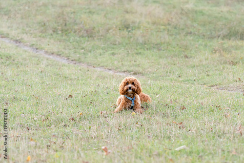 Fluffy Poodle Maltipoo Puppy Sitting in Autumn Grass – Irresistible Curious Expression
