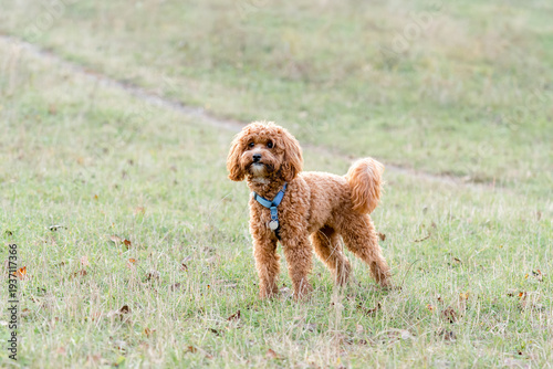 Red Apricot Poodle Maltipoo Standing on Grass – Elegant Well-Groomed Pet Breed Photo