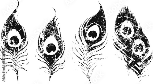 set of grunge peacock feathers vintage detailed feather silhouettes with distressed texture and ornamental eye pattern