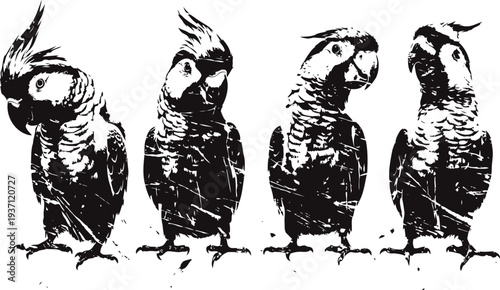 Black and white vector illustration of four cockatoos with distinct crests and poses