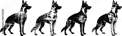 detailed german shepherd dog anatomy illustration with four progressive skeletal and muscular views