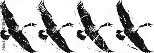 Four flying canada geese in silhouette formation, wing feathers spread, black and white nature scene