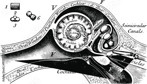 Vintage Engraving Of Human Ear Anatomy Featuring Detailed Cross Section Of Cochlea Semicircular Canals And Oval Window In Retro Scientific Technical Medical Illustration Style