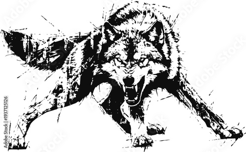 Aggressive wolf snarling with bared teeth ready to pounce, wild animal behavior illustration