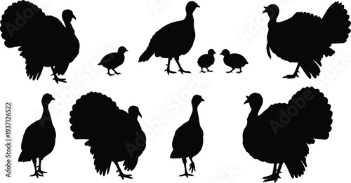 Silhouette set of turkeys and chicks, farm bird vector collection, Thanksgiving poultry icons, isolated black illustrations for rural design