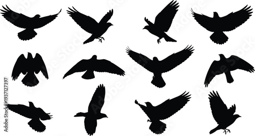 "Flying bird silhouettes, black white vector icons, avian flight positions, wings spread illustration, animal wildlife graphic design elements set"