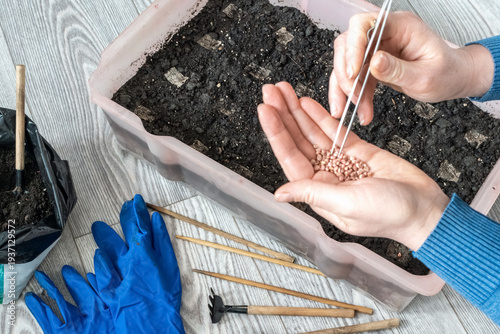 Close-up of person picking up pink coated spinach seeds with tweezers from palm. Home gardening process with blue gloves and tools nearby