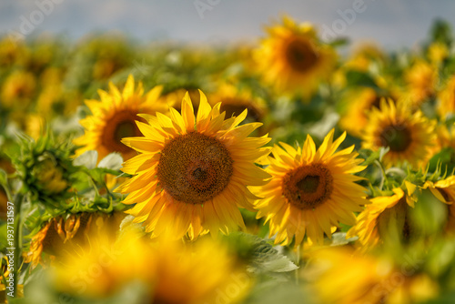 Sunflower in a field on hot summer day in southern region of Russia.