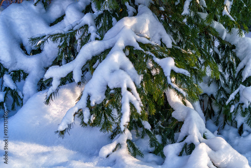 A large pine tree under the snow, in winter in Russia.