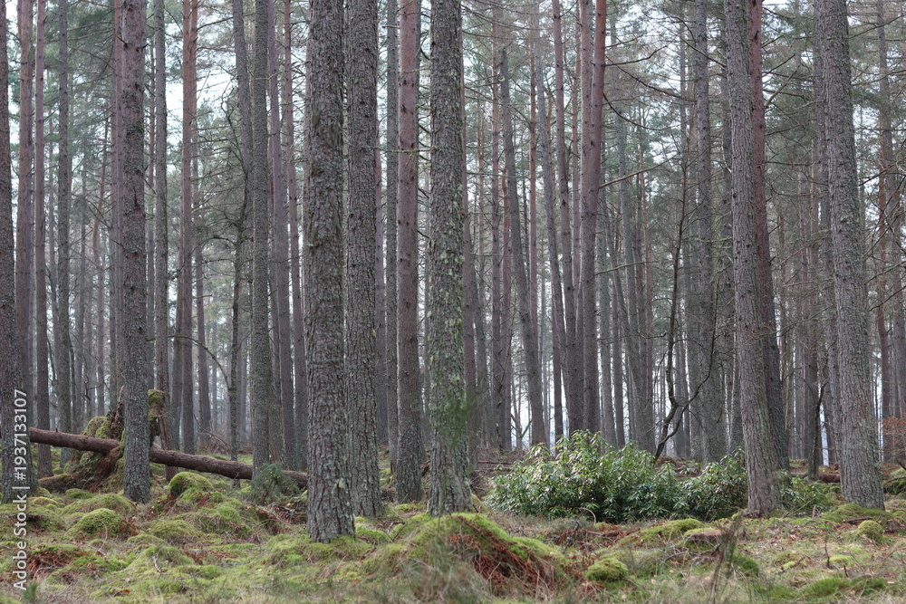 Fototapeta premium Tall conifer tree trunks in a woodland
