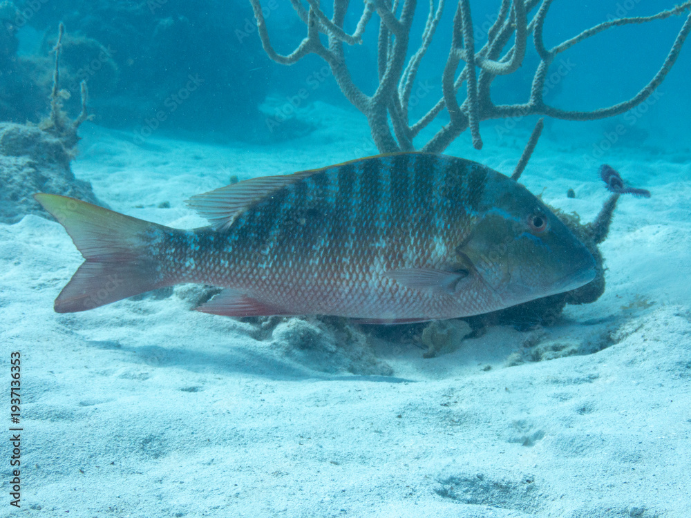 Naklejka premium Mutton Snapper