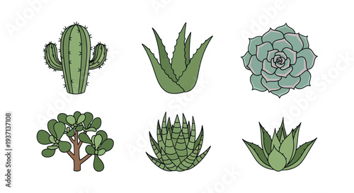 Green cacti and succulents isolated on white