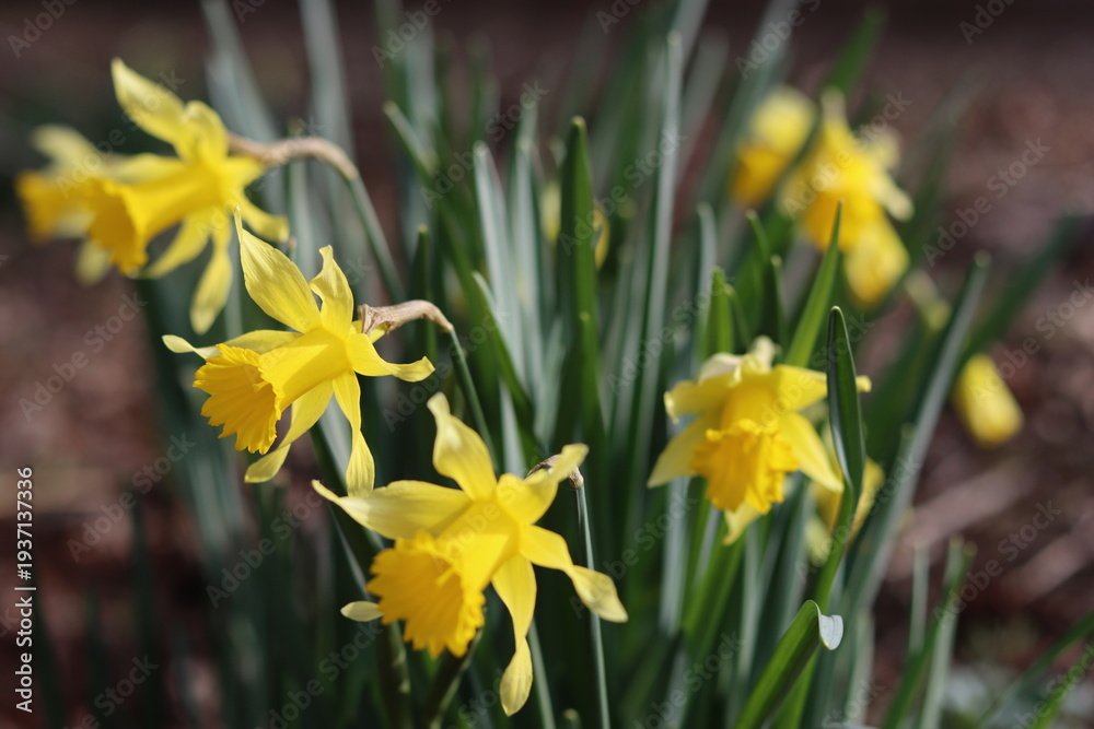 Fototapeta premium Yellow daffodils in a spring garden