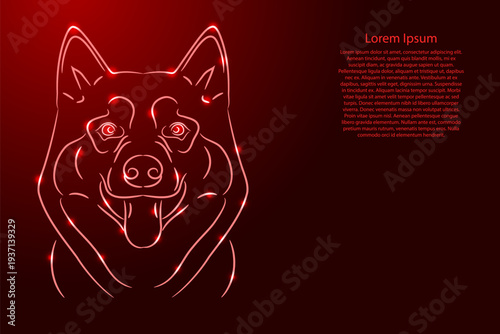 head of Alaskan malamute dog from contour red brush lines different thickness and glowing stars on dark background