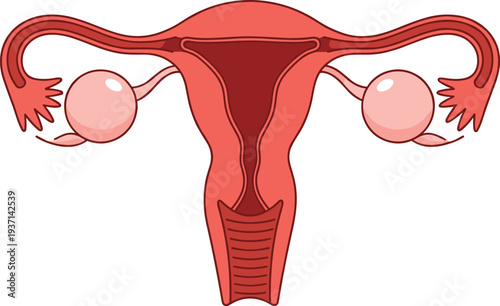 Female Reproductive System Anatomy Vector Illustration Showing Uterus Ovaries and Fallopian Tubes Medical Education Gynecology Healthcare Human Anatomy Diagram Design
