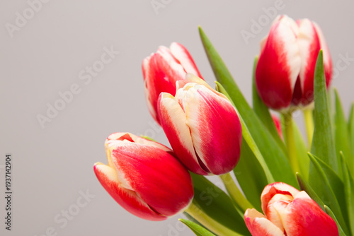 red tulips close-up on a gray background.
