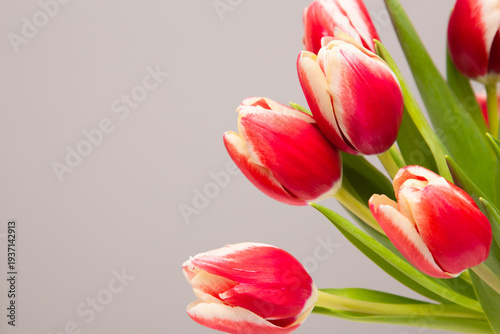 red tulips close-up on a gray background.