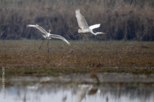 Quadro em tela Great Egrets fighting over territory in a wetland.